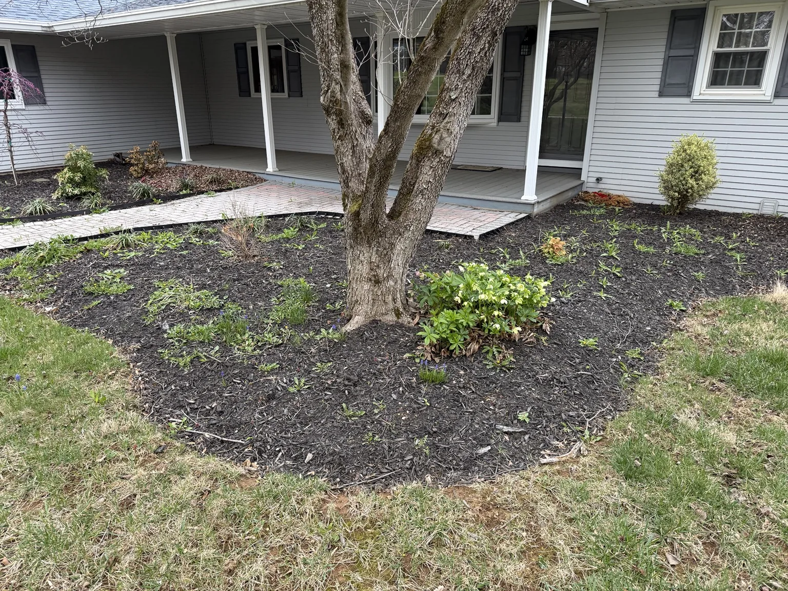 Front foundation bed before cleanup